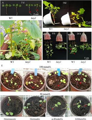 Characterization of a Novel Creeping Tartary Buckwheat (Fagopyrum tataricum) Mutant lazy1